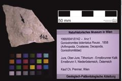 Foto (Objekt + Etiketten) von Goniodromites bidentatus (Reuss, 1858) (NHMW-GEO-1990-0041-0142)